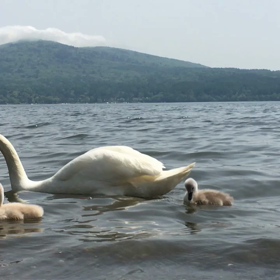 白    鳥   の   湖     動画の画像