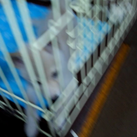 初ダートの美味しい馬の見付けかたの画像