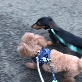 ♪お散歩動画♪代々木公園♪の画像