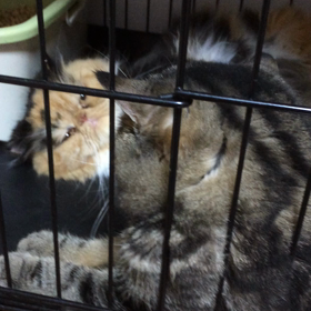 ラブコールの画像