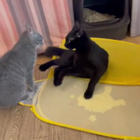 ムティアン投薬42日目　あと42日がんばろー！の画像