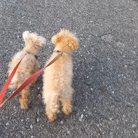 今日のお散歩(動画)の画像