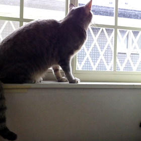 話しかけの画像