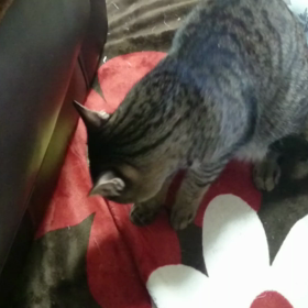 痛いほど元気…(´・ω・`)の画像