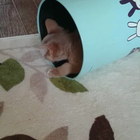 悪ガキウパスの画像