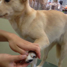 癒しの肉球アロママッサージの画像