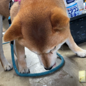 ルーク化の画像