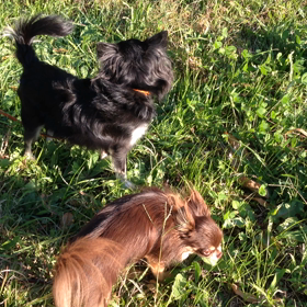 サラダタァーイム・・・（≧∇≦）の画像