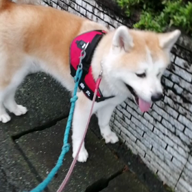 台風の危機3日連続、何故か3日間ちゃんとお散歩できました。今朝も少雨で雨宿り2回しただけで、順調の画像
