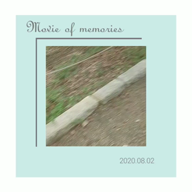 ひまわりは、まだでした。の画像