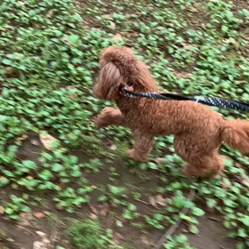 7月10日12わんこと2時間30分遠足　代々木公園表参道の画像