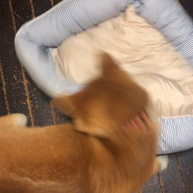 お友達が出来ました！の画像