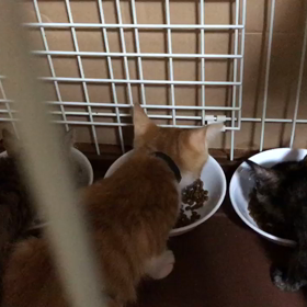 子猫ちゃんは食欲旺盛の画像