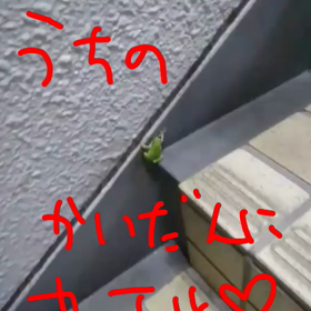 かえるぴょこぴょこみぴょこぴょこの画像