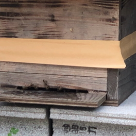 うちの庭先にミツバチ住んでくれました^_^の画像