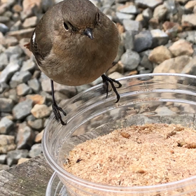ボクの友だち渡り鳥『変な食べ方ジョビ』の画像
