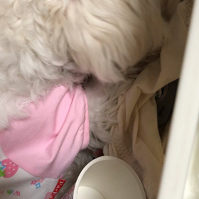 変態さくらに困っていますの画像