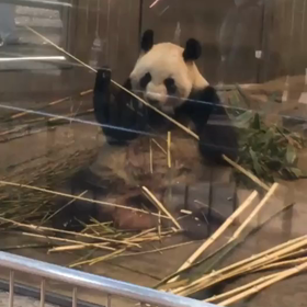 パンダ しあわせの画像