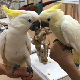 遊びに来てくれました。の画像