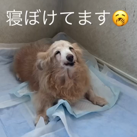 寝ぼけお婆さんの画像