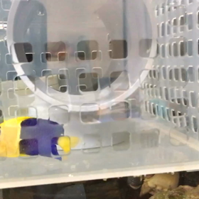 ソメワケヤッコ、動画。の画像