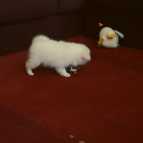 最近のキャンディの画像