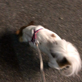 こうめちゃん、サスケくんお散歩の画像