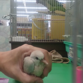 ハトの挿し餌の画像