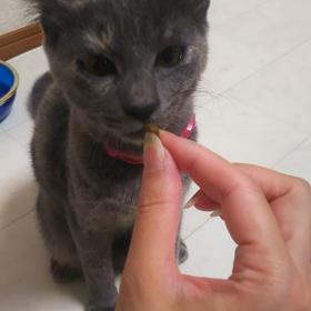 お手＆おかわりの画像