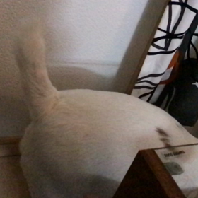 BOOM BOOM ！！！の画像