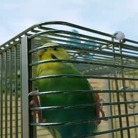 日向ぼっこぴな氏(動画あり)の画像