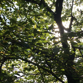 雑俳一句の画像