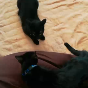 里親様募集中！(ショーくん、ロンくん)の画像