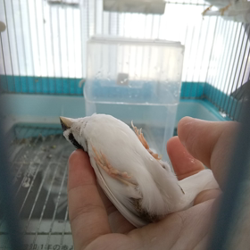 手の中だとの画像