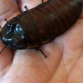 ゴキブリですがの画像