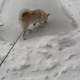 雪掻き，ウメちゃんの画像