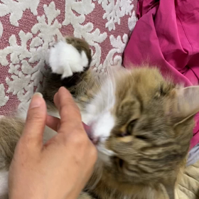 愛猫　エルマの画像