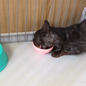 黒ちゃん退院の画像