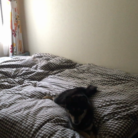 雪動画。の画像