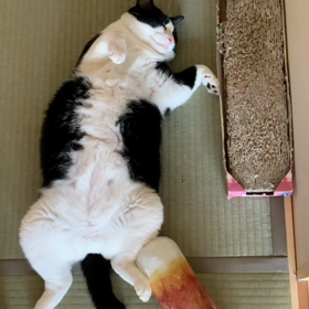 うちの猫の画像