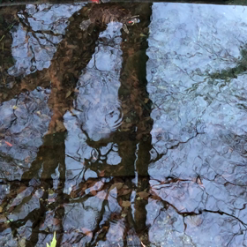 白い亀、普通の亀の画像