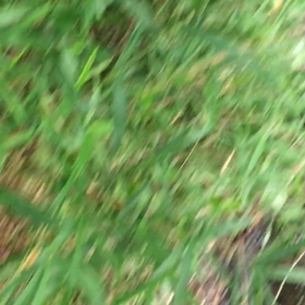 テキサスリグのずる引きの画像