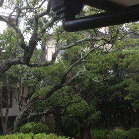 今朝の大雨の画像