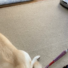 やっと，移動しましたの画像