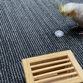 私をドキドキさせるオカメインコと冷しゃぶの画像