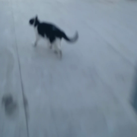 「今日のロクちゃん！」～帰り際脱走動画編～ 逃げるロクちゃん！追いかける「オマエ」の画像