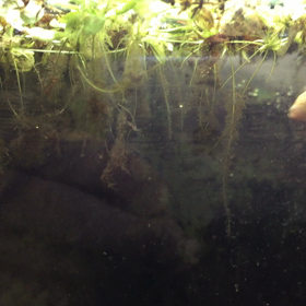 ショーベタの画像