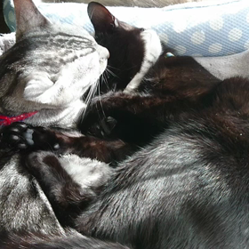 超～仲良しですの画像