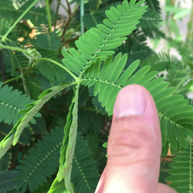 ソウル大公園～動く植物の展示～の画像