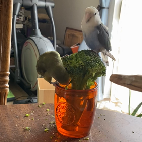 ブロッコリー2の画像